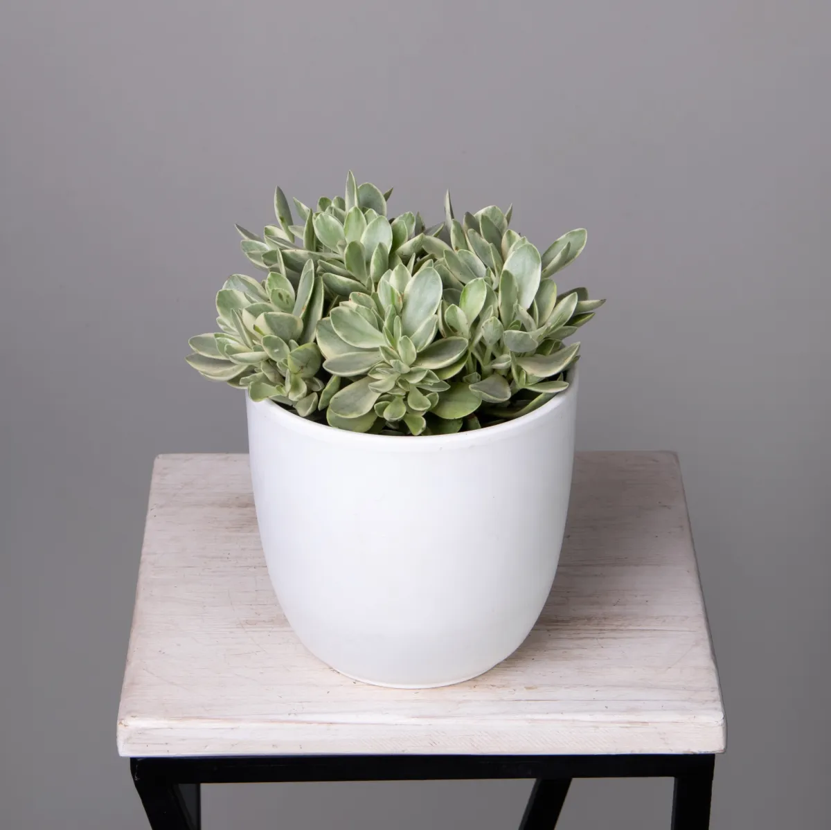 Крассула Вариегата Расби_1