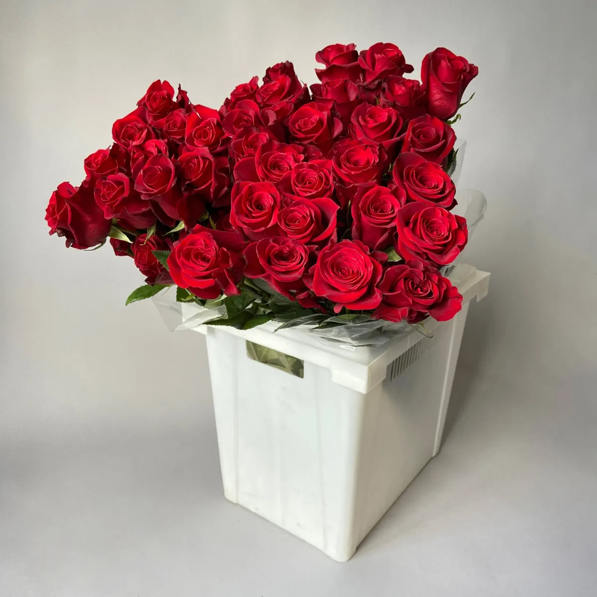 Роза "Фридом"