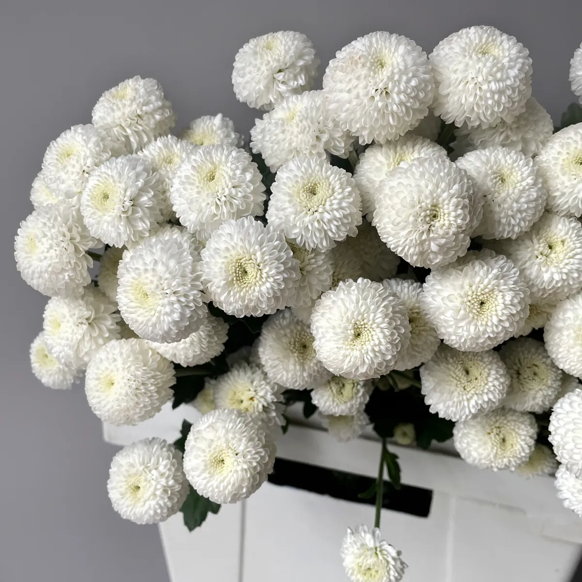 Хризантема кустовая "Ньютон"_3