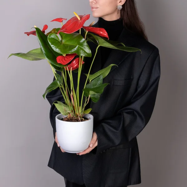 Антуриум андрианум Эдисон_2