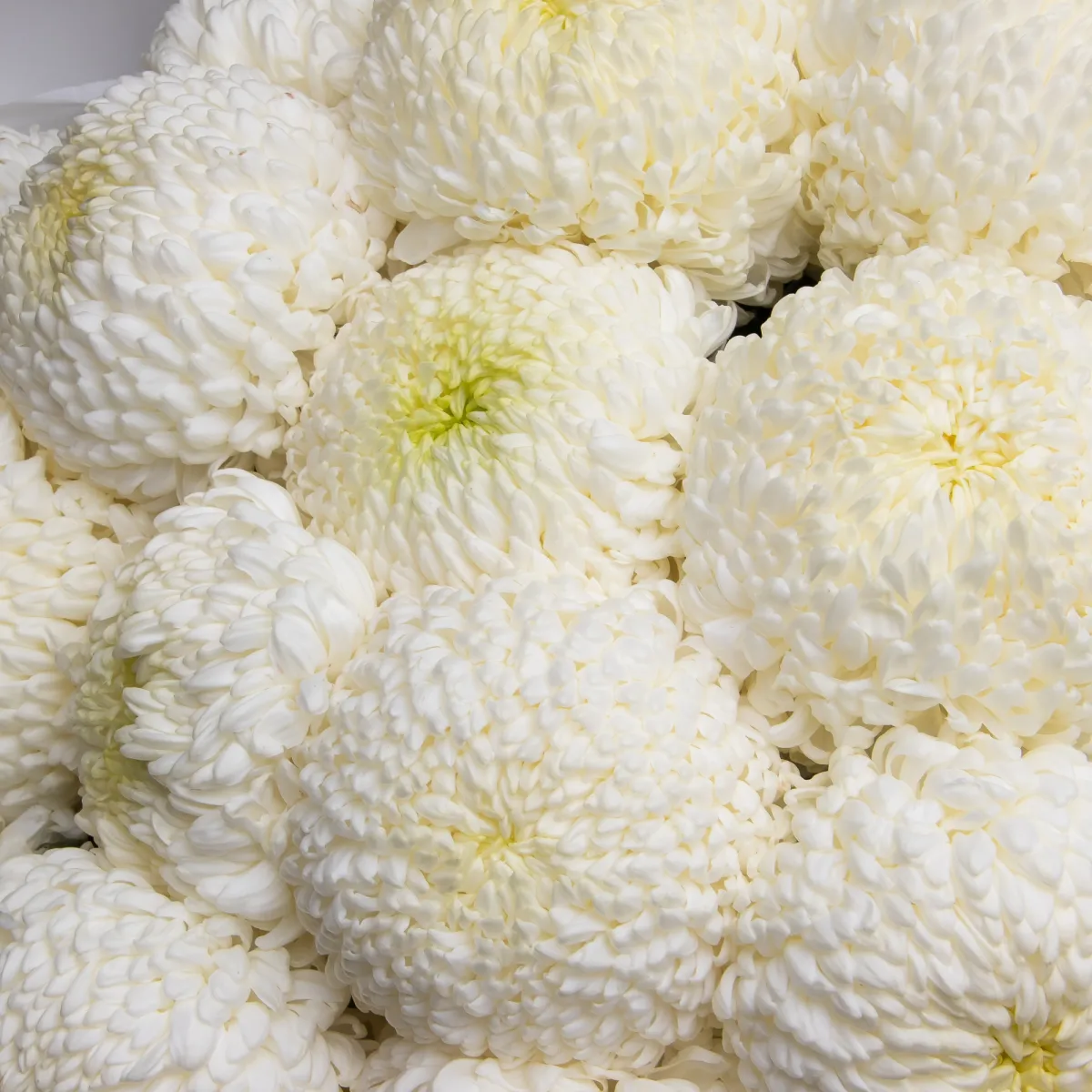 Букет Хризантема_одноголовая "Фред Шусмит"