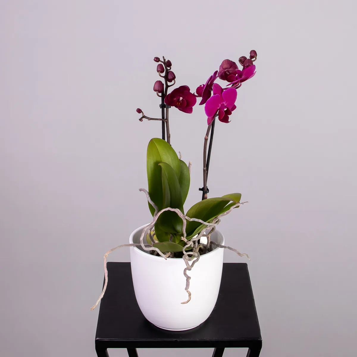 Фаленопсис Мультифлора Бордо 2 ст_1