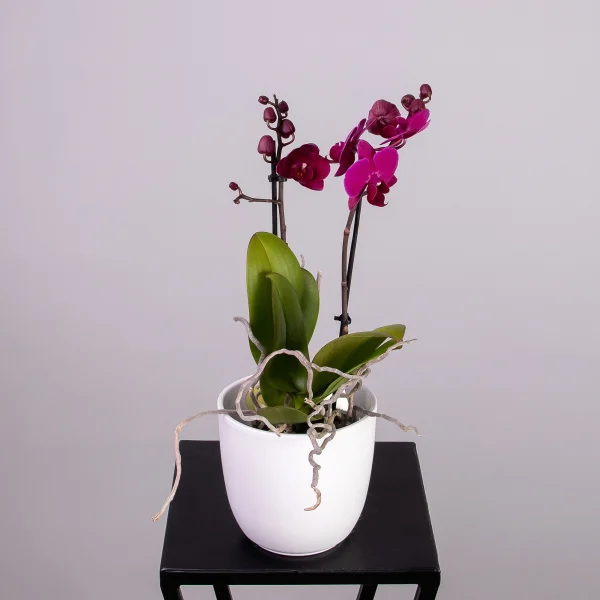 Фаленопсис Мультифлора Бордо 2 ст_1