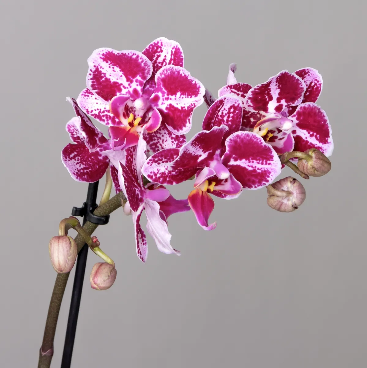 Фаленопсис Литтл Колибри Спотти 2 ст_3