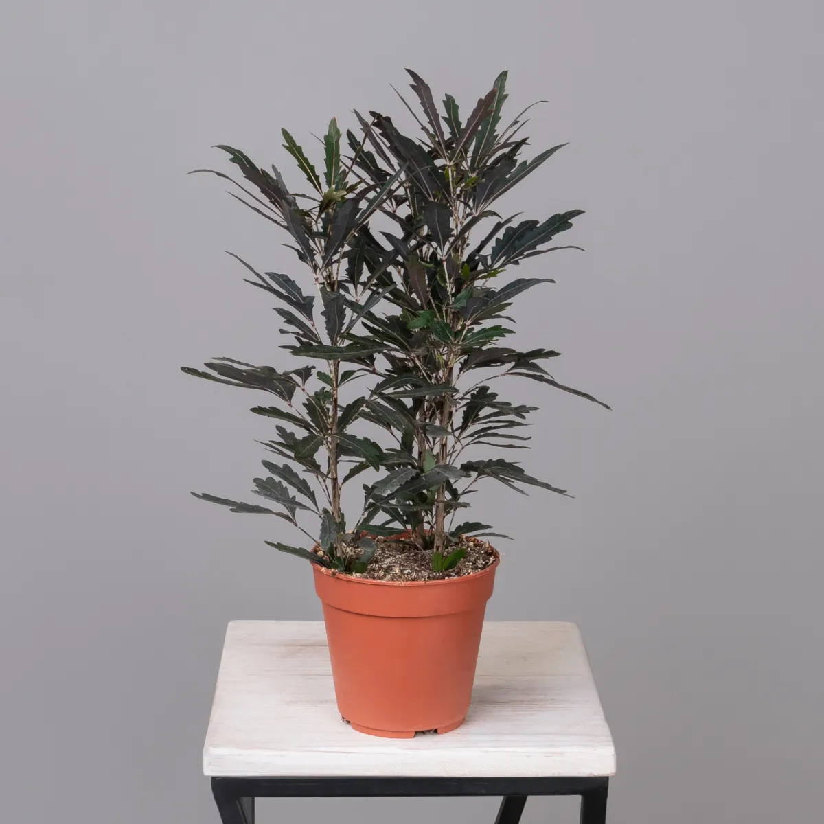 Дизиготека Кастор_4