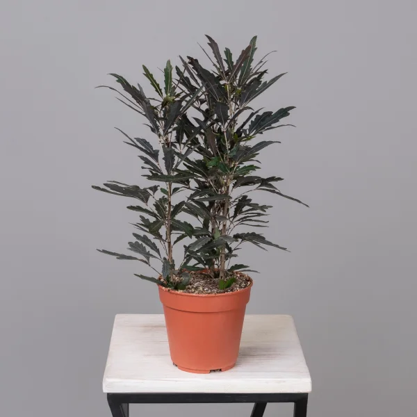 Дизиготека Кастор_4