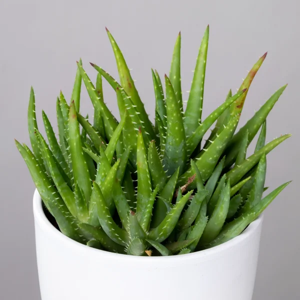 Алоэ Вера Верини3