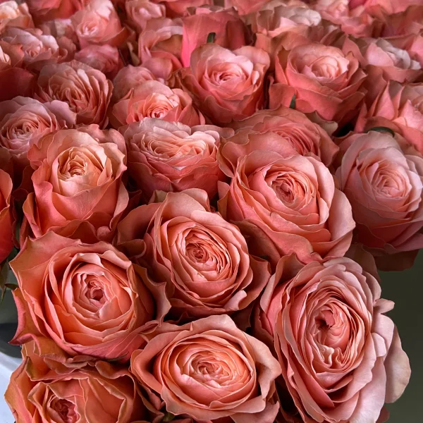 Роза "Кахала"_3