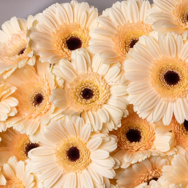 Букет Гермини "Кафе"_4