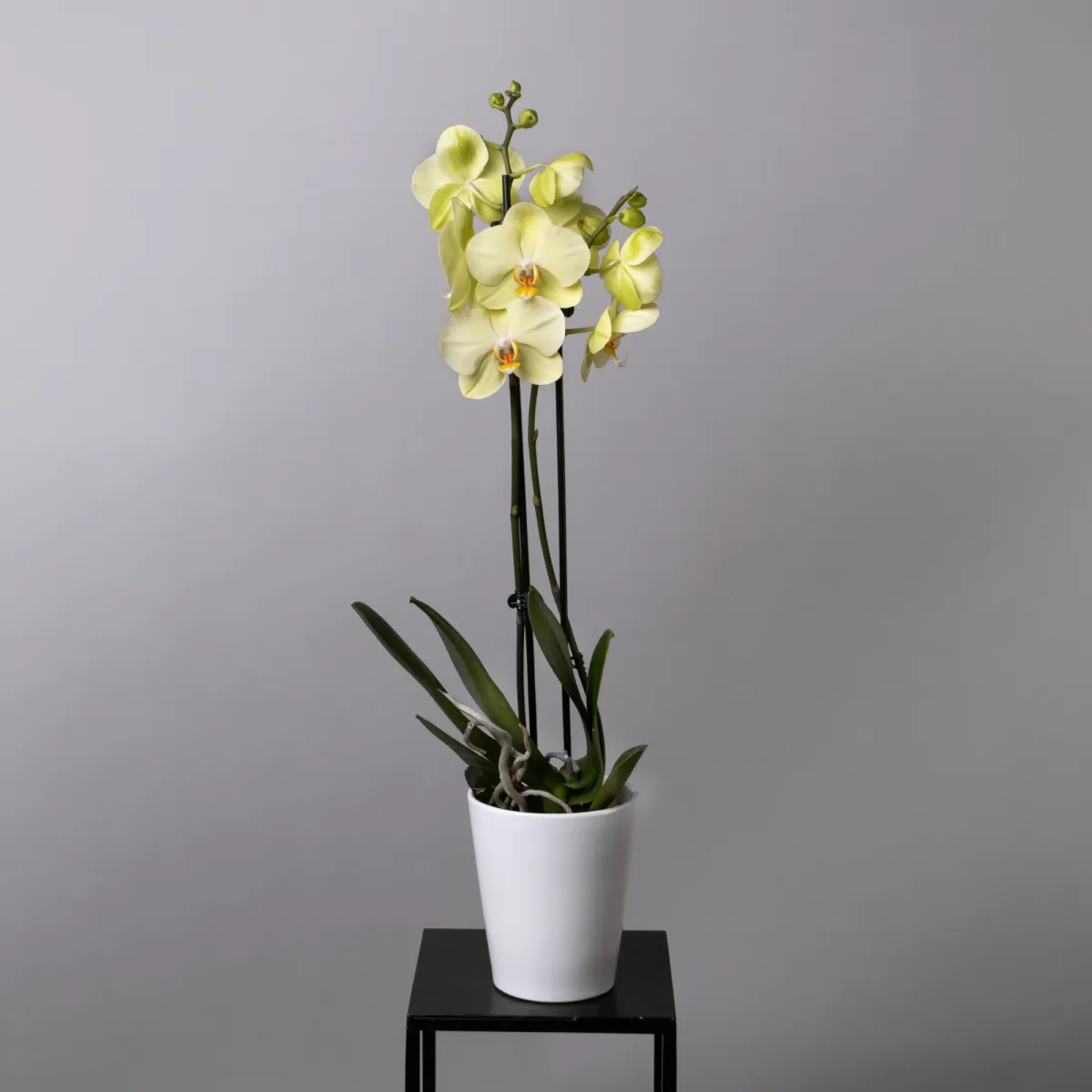 Фаленопсис Желтый 2ст