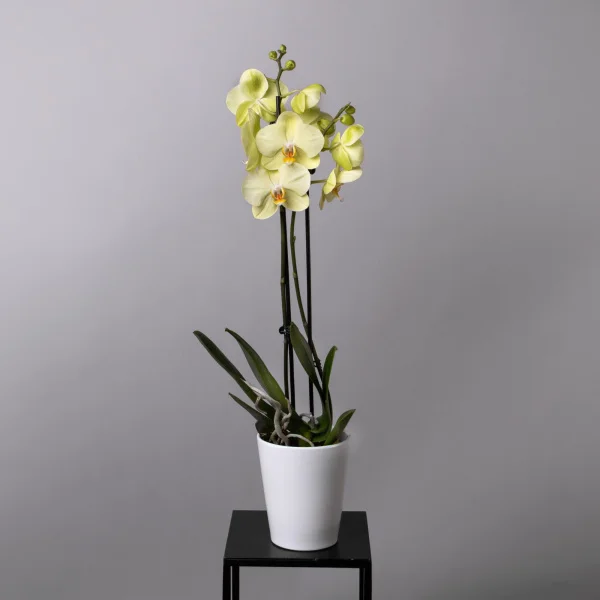 Фаленопсис Желтый 2ст