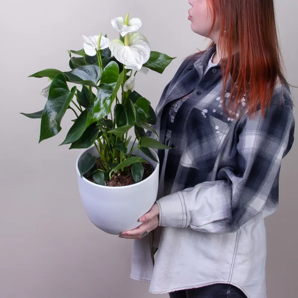 Антуриум андрианум Карма белый2