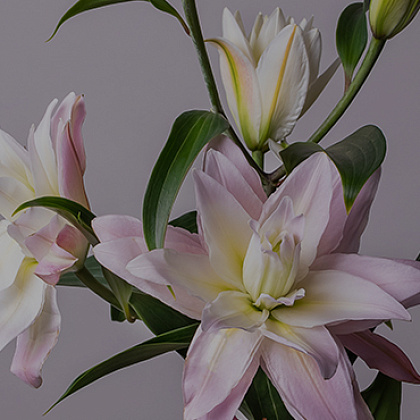 ЦВЕТЫ УПАКОВКАМИ