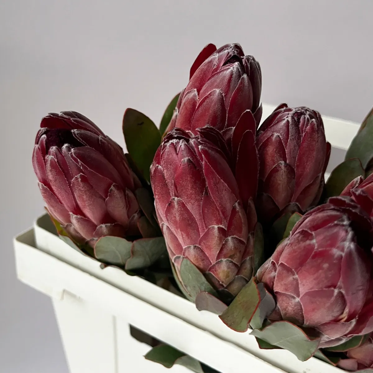 Протея "Шейла"_3