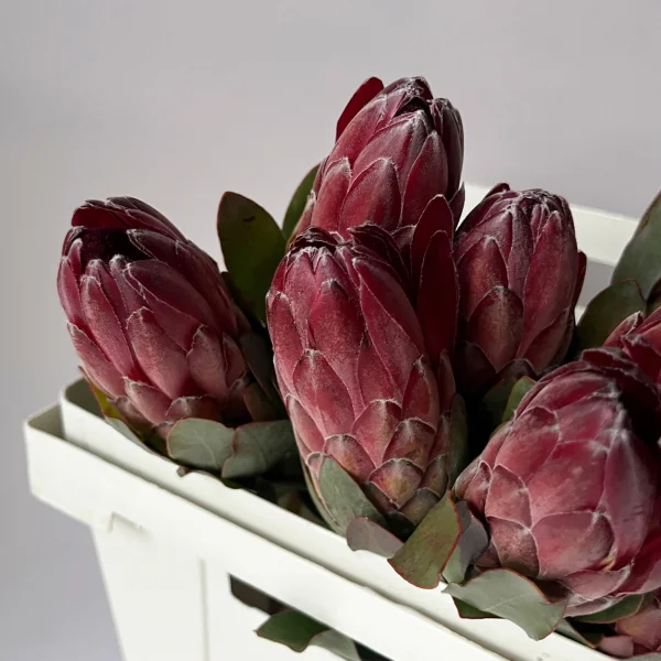 Протея "Шейла"_3