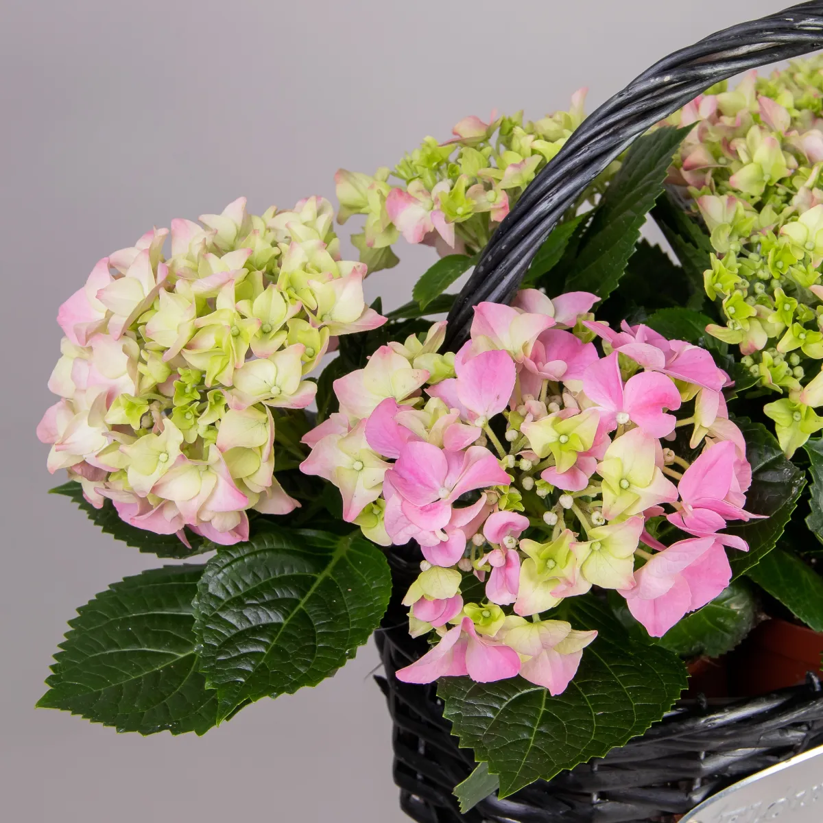 Гидрангия кустовая Розовая в черной корзине_3