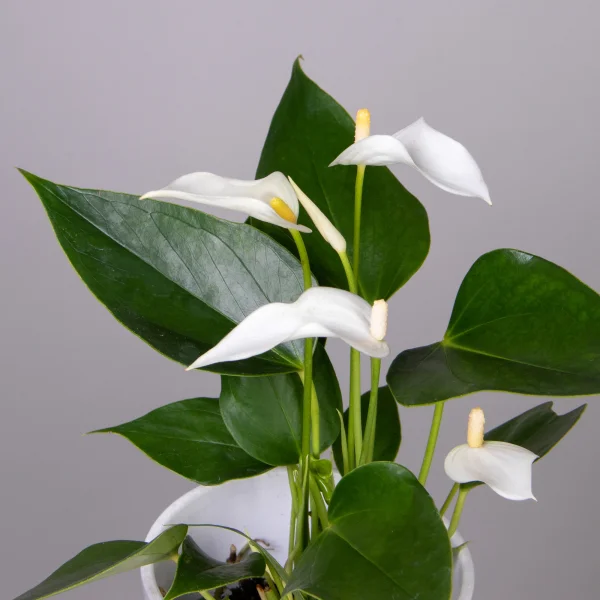 Антуриум андрианум Лилли белый_2