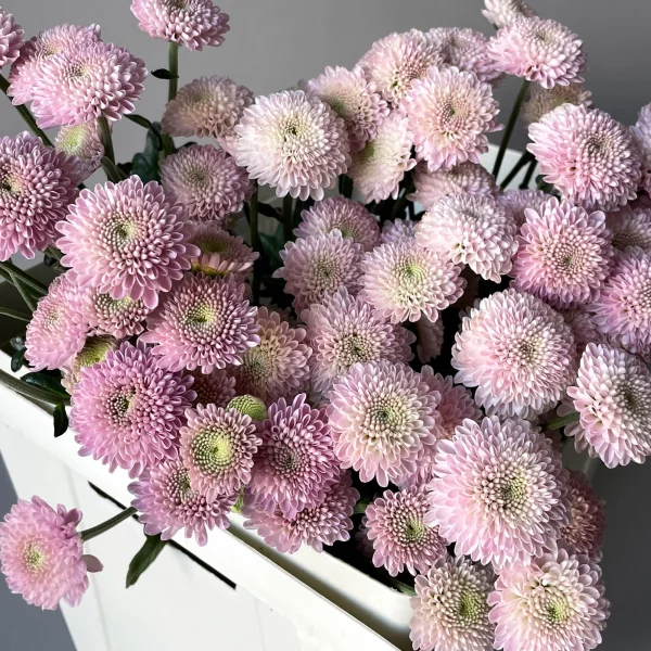 Хризантема сантини "Элисон Смоки"_3