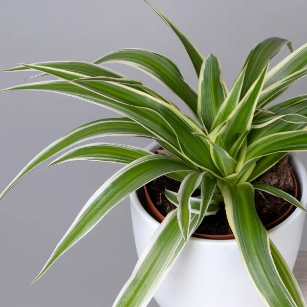 Хлорофитум Ириш_3