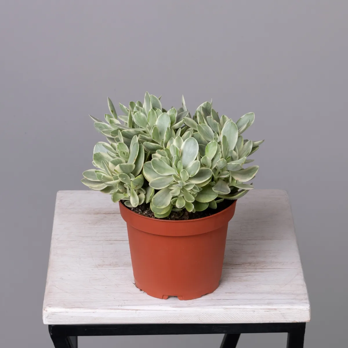 Крассула Вариегата Расби_4