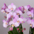Фаленопсис Дуэтто Мультифлора Розовый_3