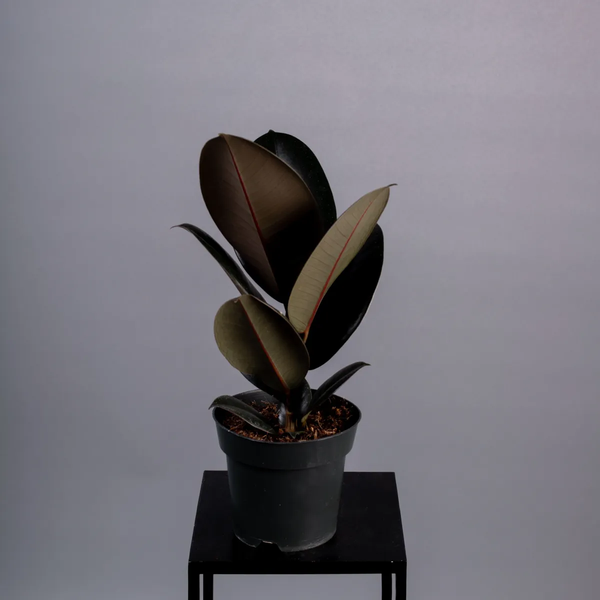 Фикус Эластика Абиджан