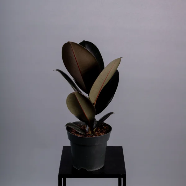 Фикус Эластика Абиджан