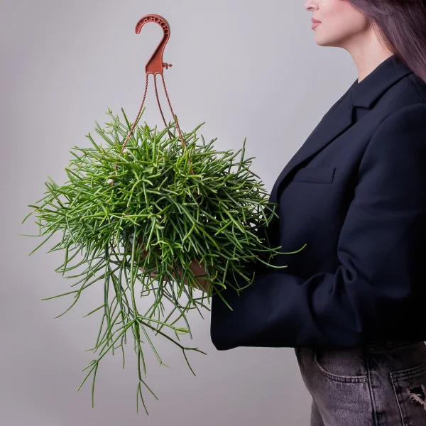 Рипсалис Гетероклада подвесной2