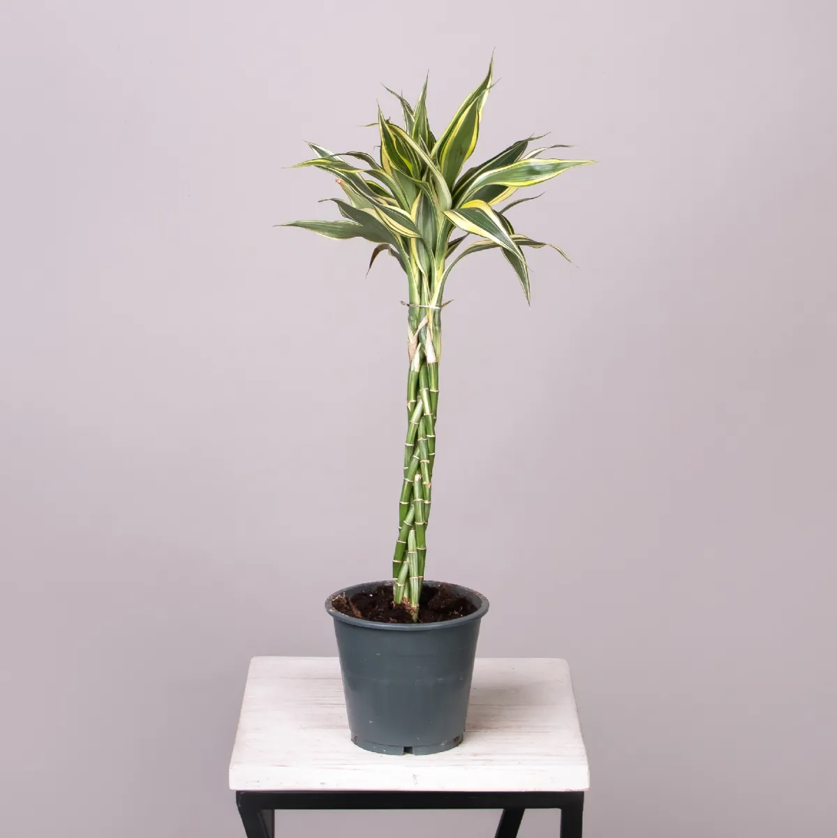 Драцена сандериана Микс переплетенная_3