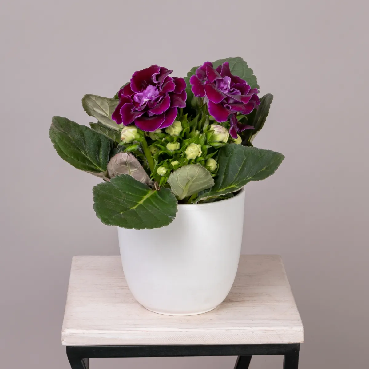 Глоксиния Микс_1