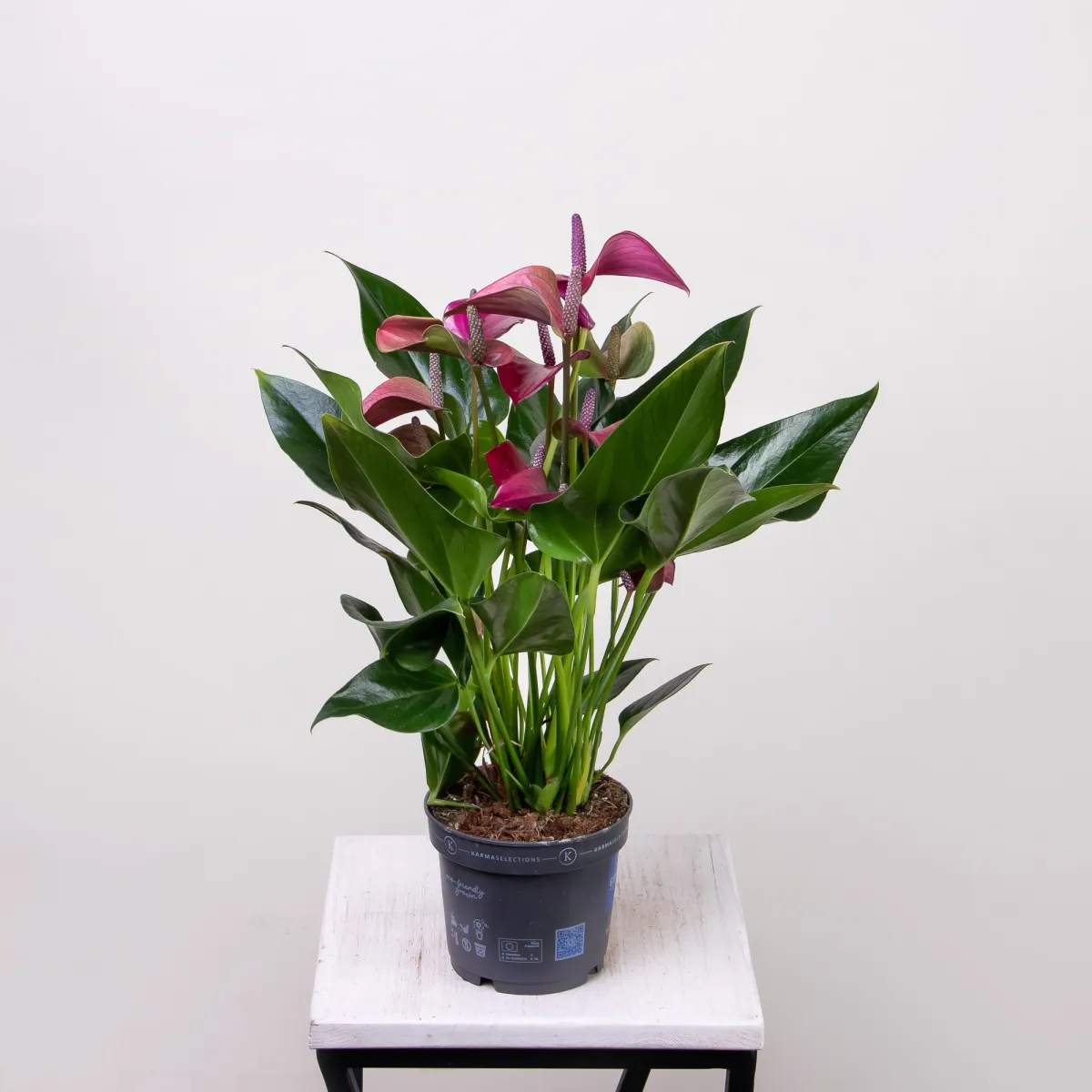 Антуриум андрианум Карма пурпурный4