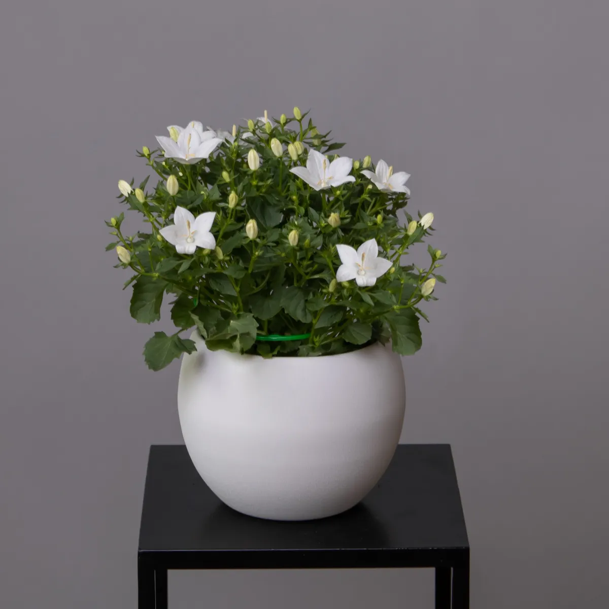 Кампанула Белая