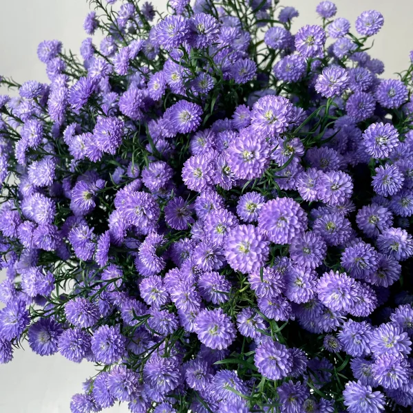 Астер "Бэби Блу"_3