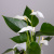 Антуриум андрианум Лилли белый_2