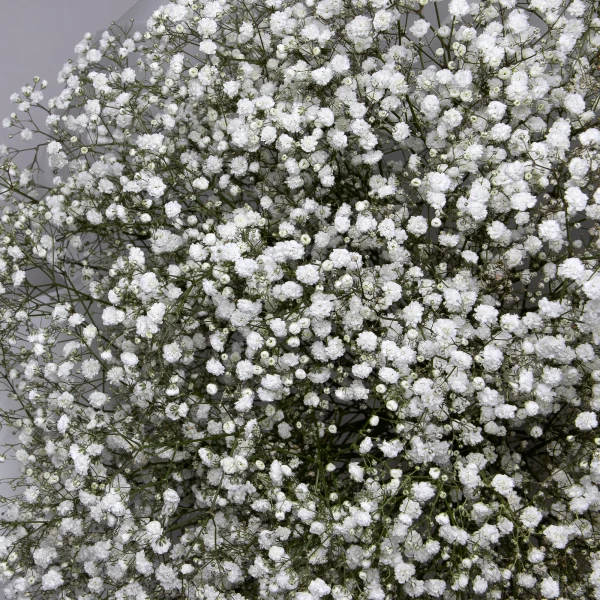 Букет Гипсофила "Белая"