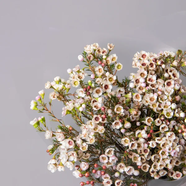 Букет Хамелациум "Белый"_3