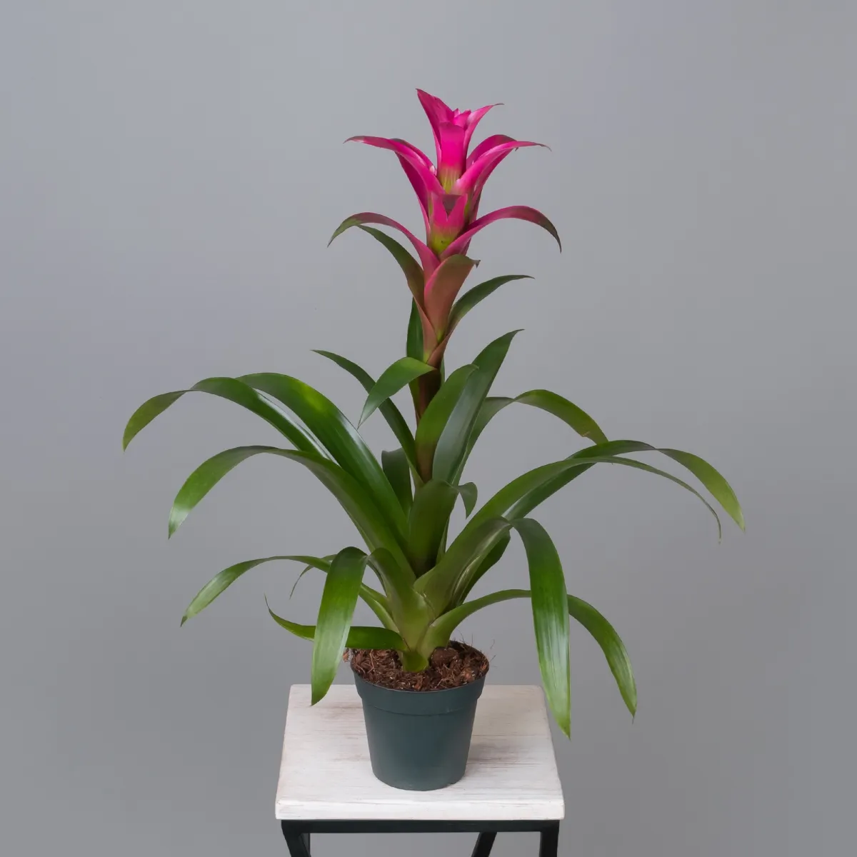 Гузмания Фрея_4