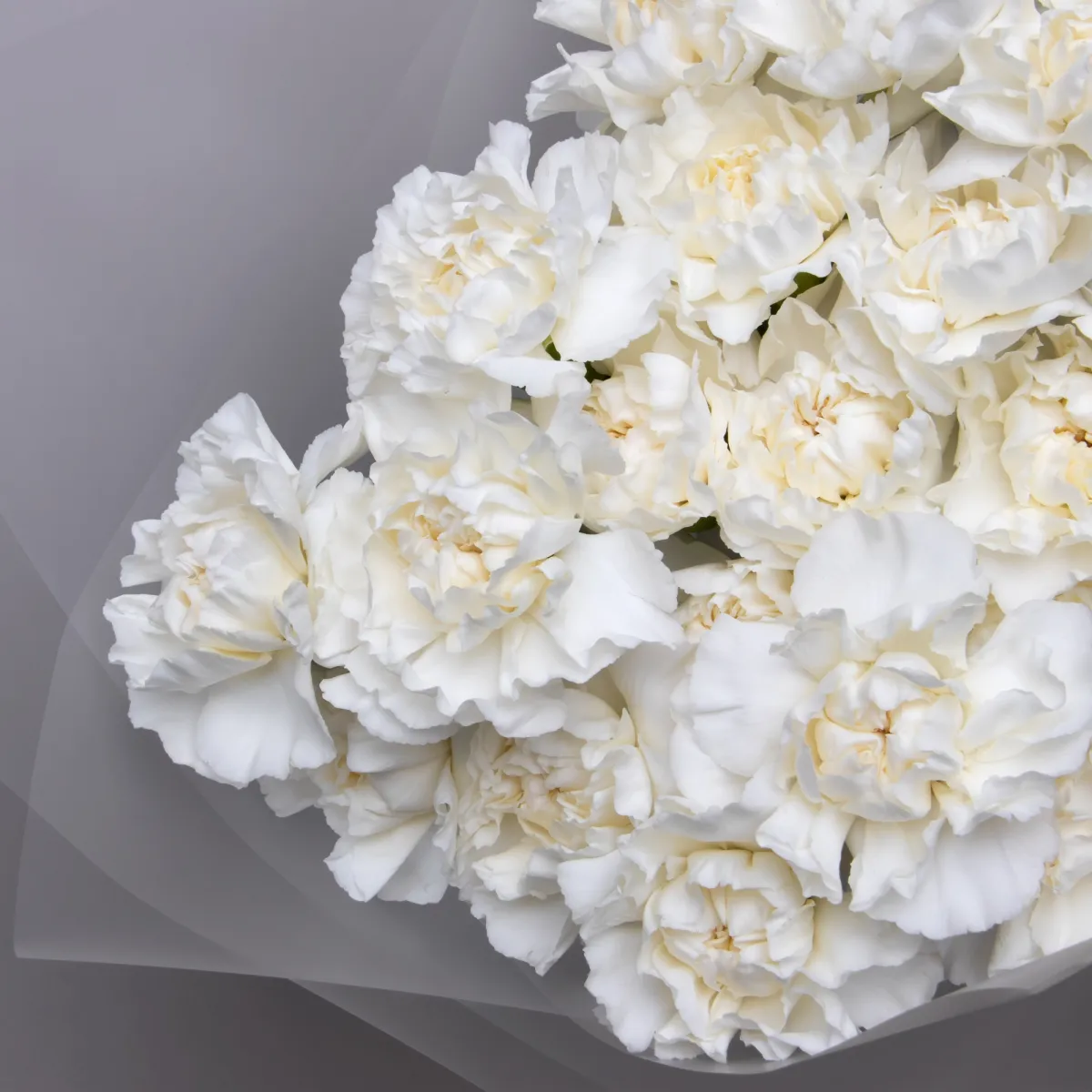 Букет Гвоздика "Белая" 1