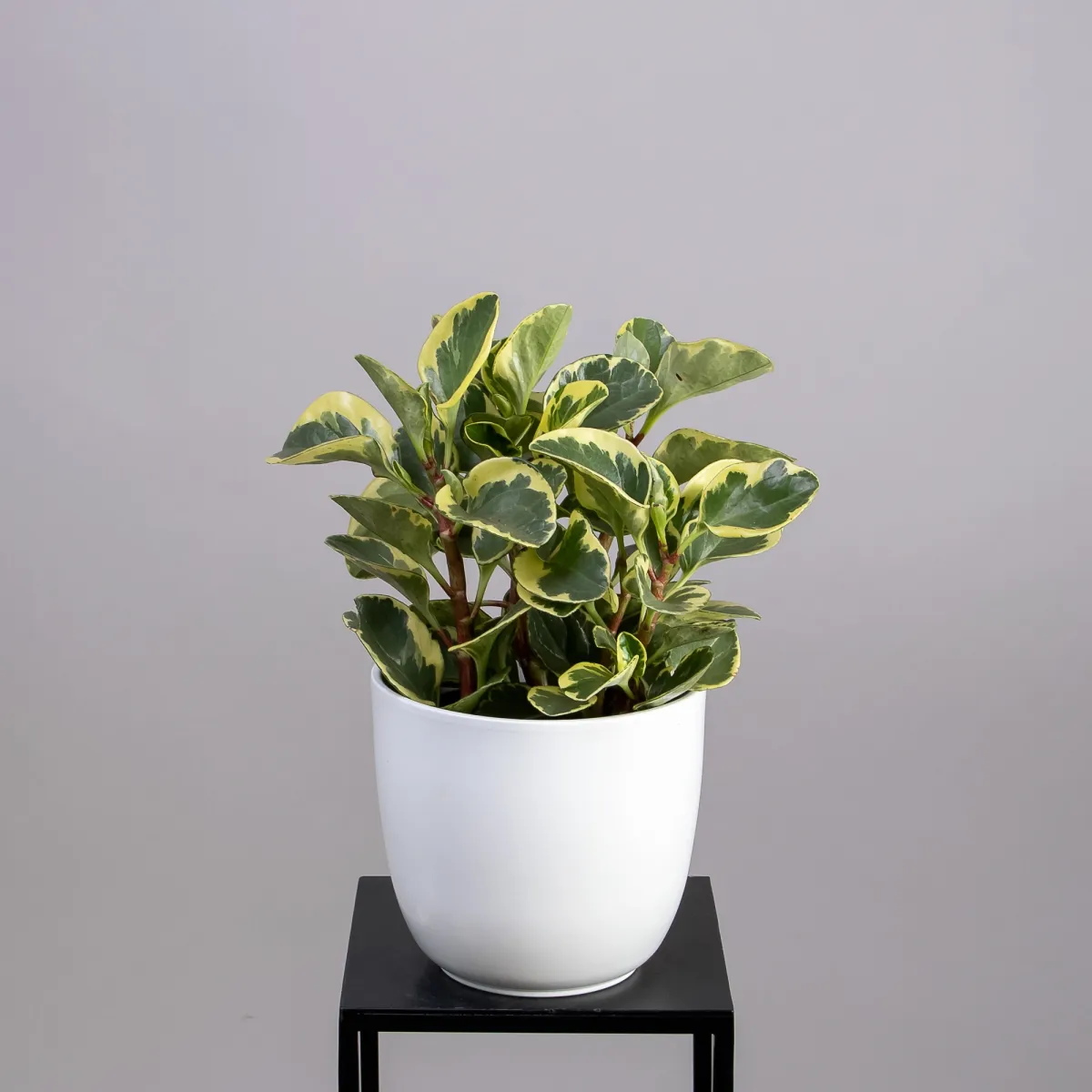 Пеперомия Вариегата