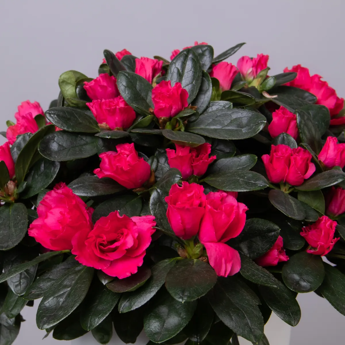 Азалия Индика Красная