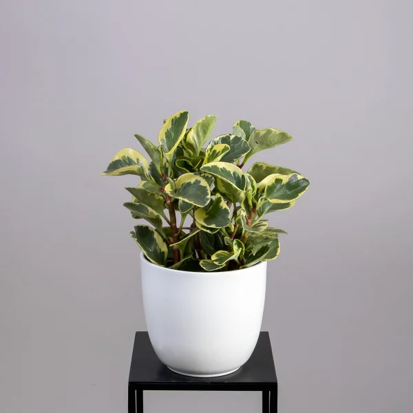 Пеперомия Вариегата