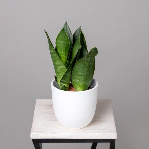 Сансевиерия Блэк Даймонд К_1