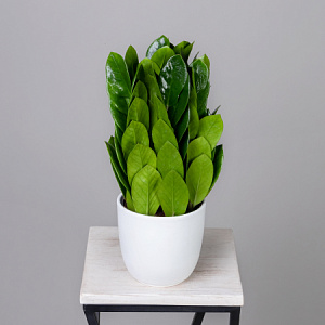 Замиокулкас Замифолия К