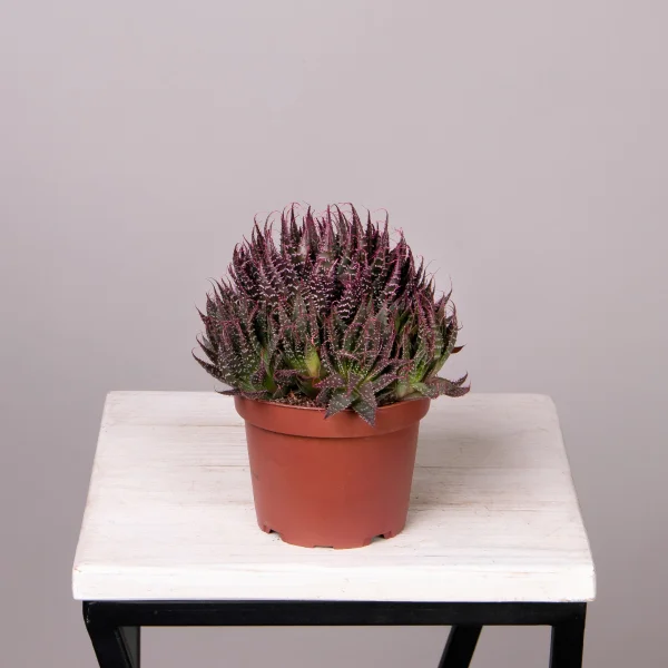 Алоэ Аристата с розовыми кончиками_3