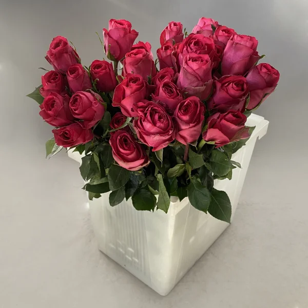 Роза "Мадам Чериз"