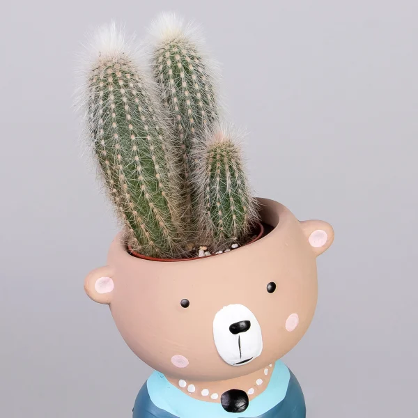 Кактус в кашпо Мишка РРр_3