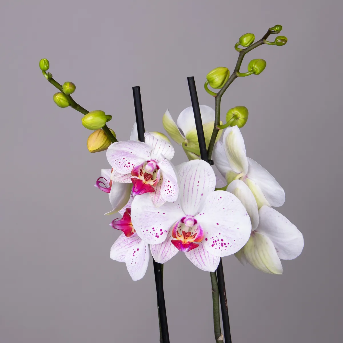 Фаленопсис Гоя 2 ст_3