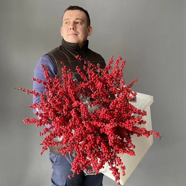 Илекс цветущий "Красный"