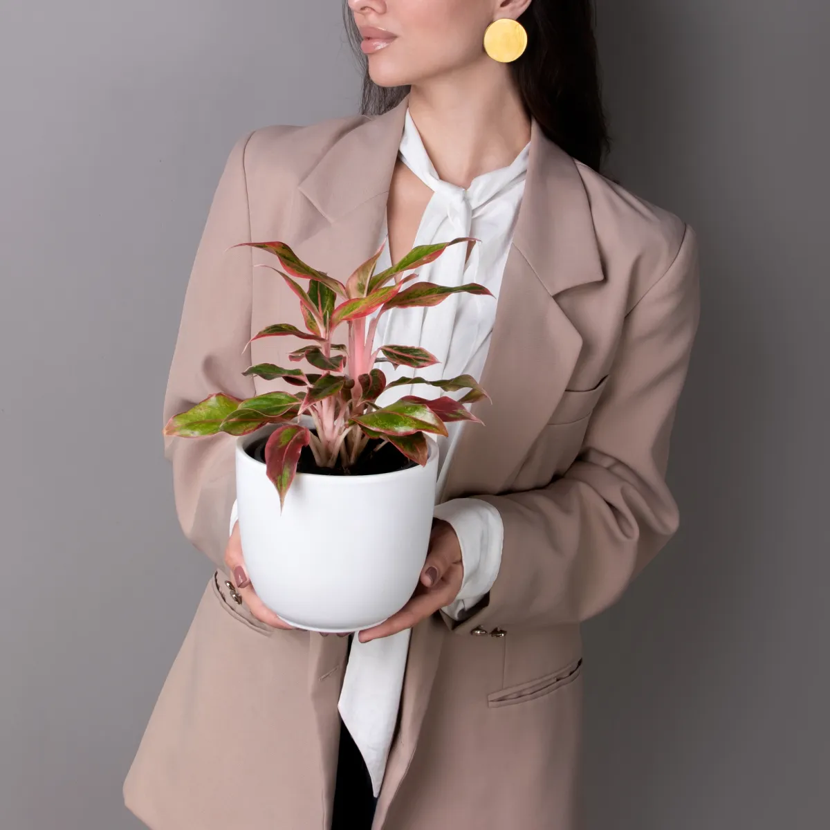 Аглаонема Сиам Пинк_2