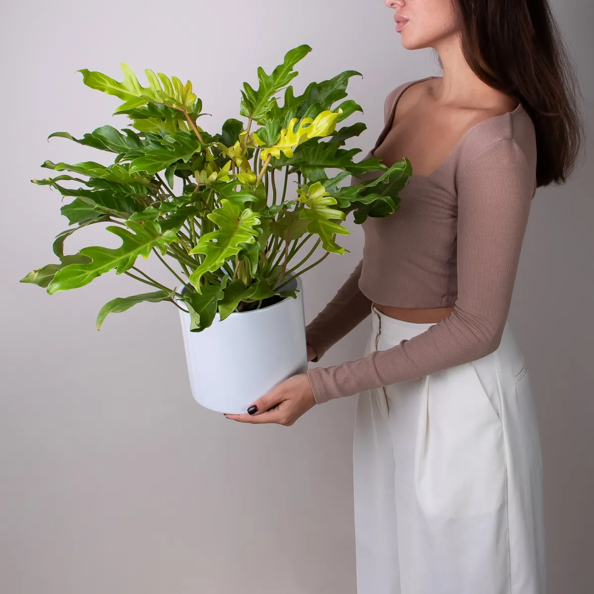 Филодендрон Ксанаду Голд_2